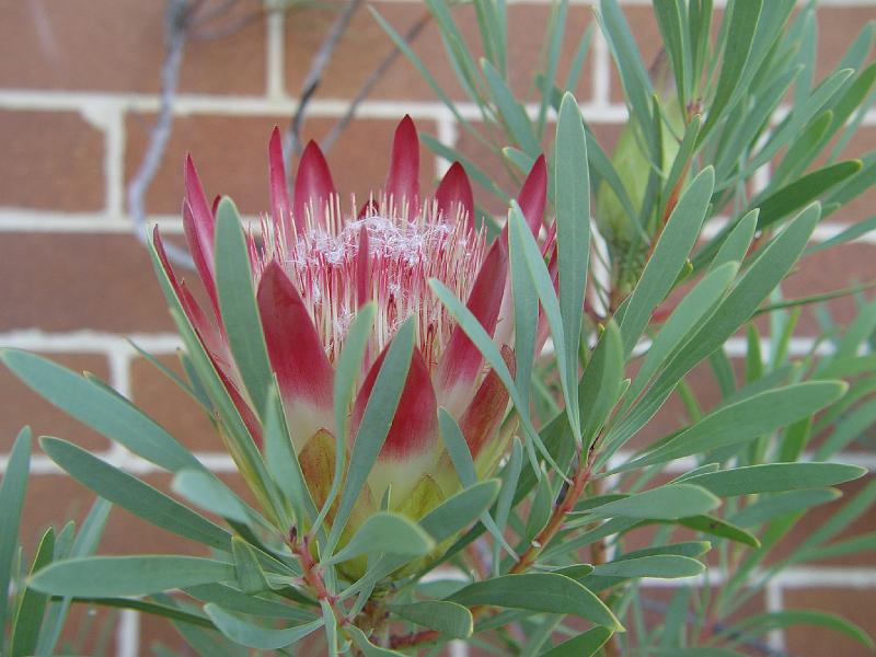 protea-b 012.jpg